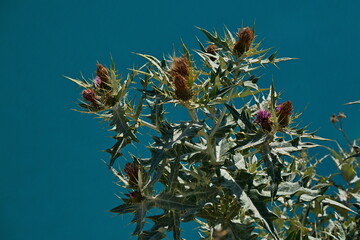 Burdock on the shore of the mountain lake Kezenoy-Am.