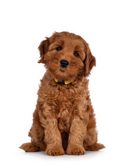 Adorable Cobberdog puppy aka Labradoodle dog, sitting facing front. Looking straight towards camera. Isolated on a white background.