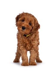 Adorable Cobberdog puppy aka Labradoodle dog, standing facing front. Looking straight towards camera with cute head tilt. Isolated on a white background.
