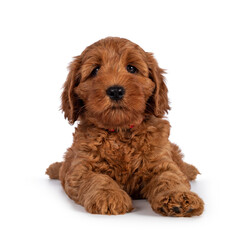 Adorable Cobberdog puppy aka Labradoodle dog, laying down facing front. Looking straight towards camera. Isolated on a white background.