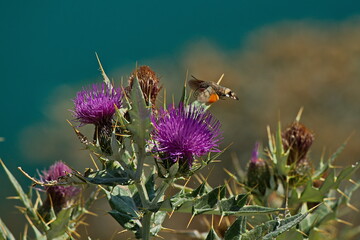 Burdock on the shore of the mountain lake Kezenoy-Am.