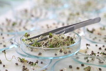 Studying mold on germinated seeds in a science laboratory