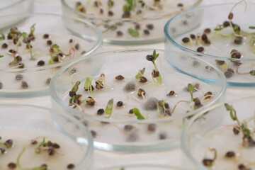 Studying mold on germinated seeds in a science laboratory