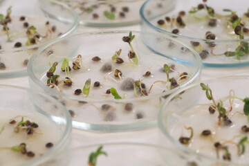 Studying mold on germinated seeds in a science laboratory