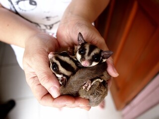 Person holding two sugar gliders