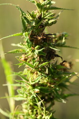 Marijuana farm. The commercial cultivation of marijuana for pharmaceutical purposes. Marijuana plantation. Narcotic plants in agriculture. Hemp sativa