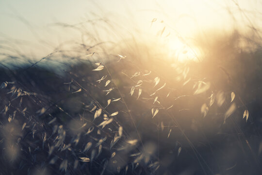 Dry autumn grasses in a forest at sunset. Macro image, shallow depth of field. Beautiful autumn nature background