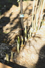 A scientist examines the soil in a field with hemp using a drill.