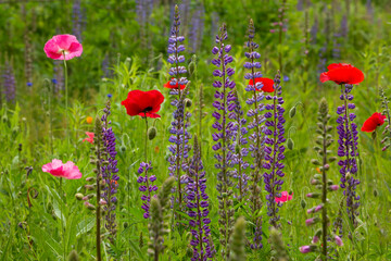 Colorful, vibrant red and pink poppies in a meadow of beautiful purple lupine
