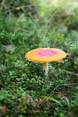 Amanita in the forest. Poisonous mushrooms. Finnish nature. Concept. Photo