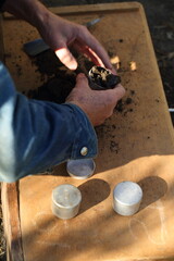 Fototapeta na wymiar A scientist examines the soil in a field with hemp using a drill.