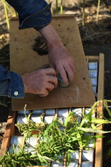A scientist examines the soil in a field with hemp using a drill.