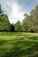 Fototapeta na wymiar Park with beautiful lawn and pine trees. Brazilian forest.