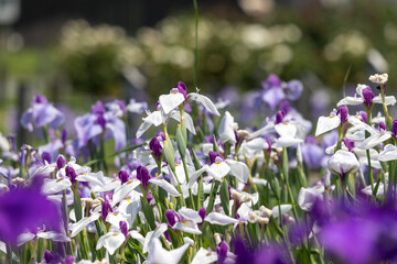 満開のあやめ　千葉県　日本