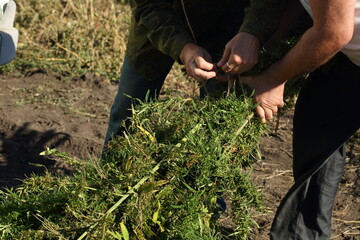 Farmer works in hemp field. Slices excess plants with a sickle