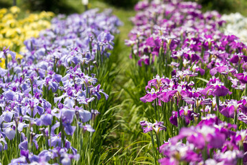 満開のあやめ　千葉県　日本