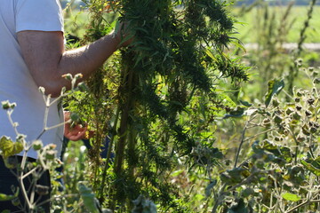 Farmer works in hemp field. Slices excess plants with a sickle