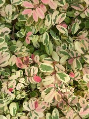 Cornus leaves background