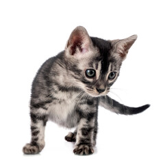 bengal kitten in studio