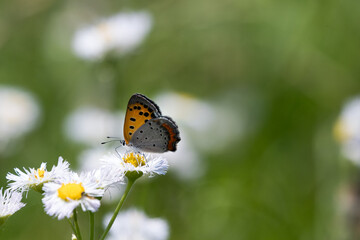 ベニシジミチョウ　千葉県香取市　日本