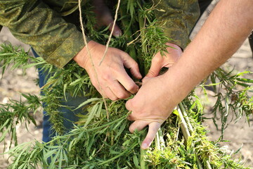 Farmer works in hemp field. Slices excess plants with a sickle