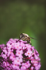 Biene auf einer Blüte