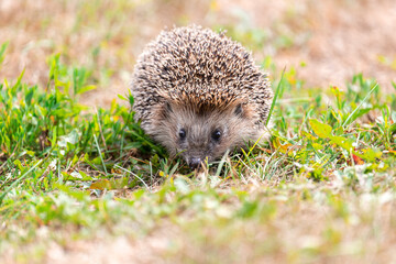 hedgehog on the grass.
