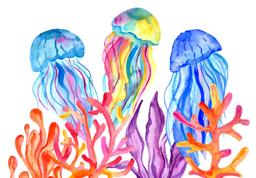 Watercolor jellyfish, algae and corals izolated on white background. Hand painting under the water illustration.