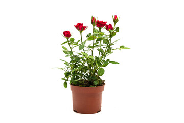 Red roses in a pot isolated on white background.