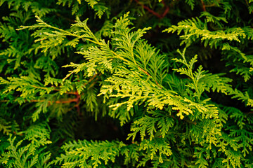 green branches of thuja. evergreen coniferous plant. 