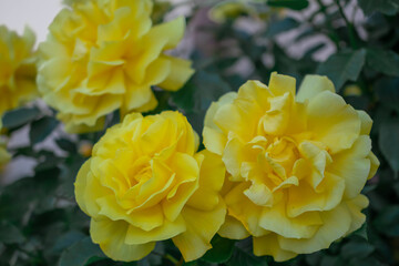 macro photography of a yellow rose flower