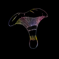 Mushrooms with neon outline on black background. Neon contour. Rainbow colored mushrooms outline.