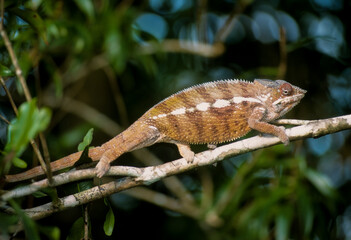 Cameleon panthere, male, furcifer pardalis, Madagascar
