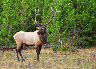Elk in Yellowstone national park, in front of some trees.