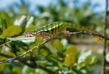 Cameleon panthere, male, furcifer pardalis, Madagascar