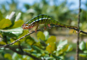 Cameleon panthere, male, furcifer pardalis, Madagascar