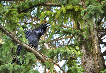 Raven sitting on a tree branch, screaming, Yellowstone national park.
