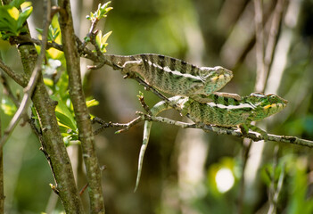 Cameleon panthere, male, furcifer pardalis, Madagascar