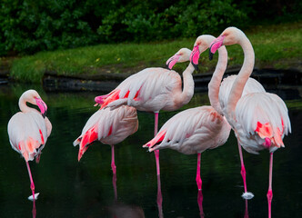  Beautiful pink flamingos  standing on the water in a zoo 