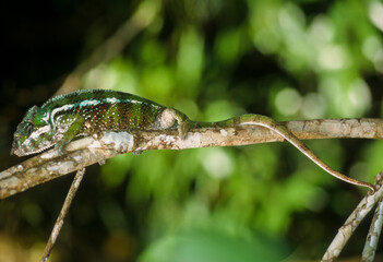 Cameleon panthere, male, furcifer pardalis, Madagascar