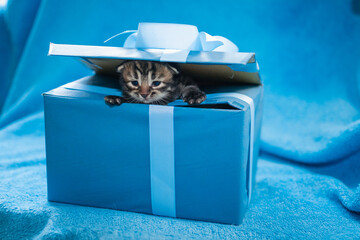 gray tabby kgray tabby kitten on a blue gift boxitten on a blue gift box