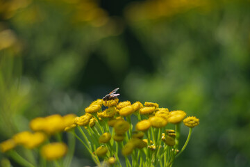 Closeup of yellow spring flowers on the ground in the sunlight across a fresh green morning background. Sunlight and honey bee on the flower
