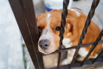 a sad dog behind the metal bars of the fence. 