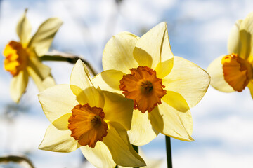 Fototapeta na wymiar yellow flowers of daffodils during flowering