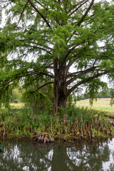 Cyprès chauve, Taxodium distichum