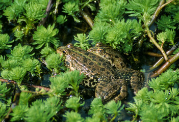 Grenouille verte, rana esculenta