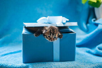 gray tabby kgray tabby kitten on a blue gift boxitten on a blue gift box