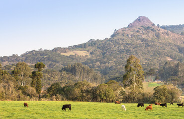 Fototapeta na wymiar Rural landscape with mountain and cattle herd.
