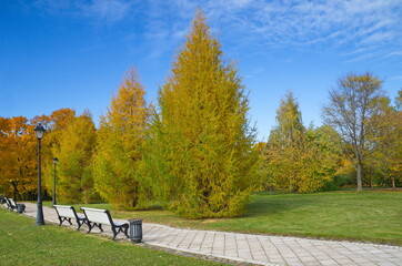 Yellowed larch trees in the autumn park