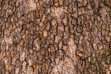 tree bark cracked wood background red brown texture